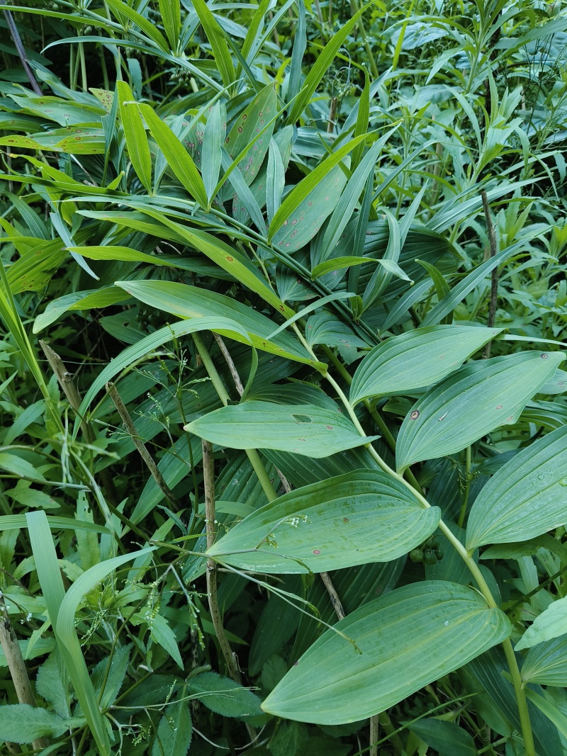 10年以上多花黄精
