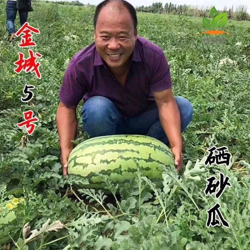 《金城五号》甘肃硒砂瓜/甘肃西瓜/产地货源/质量三包代发