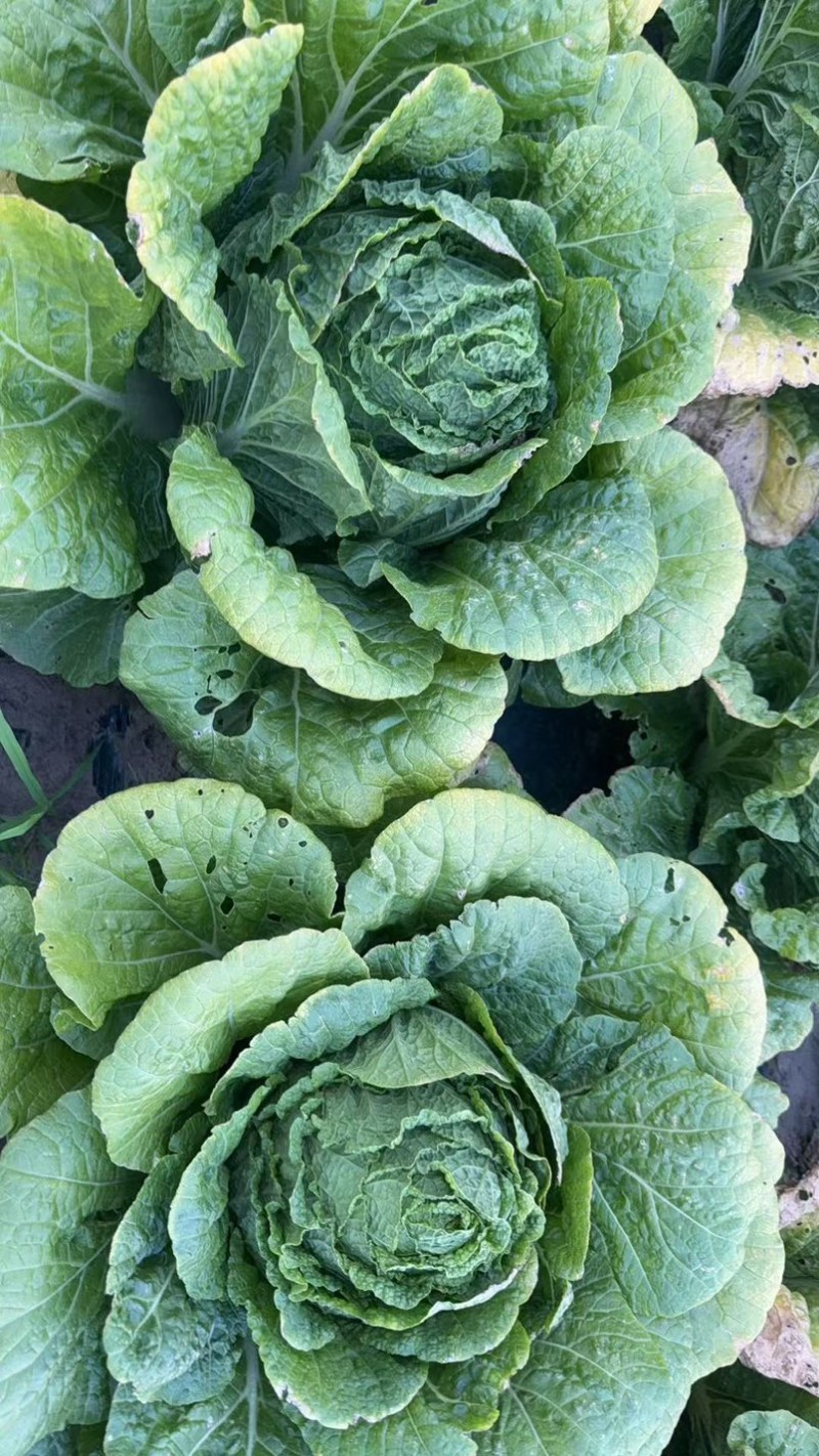 卷心大白菜