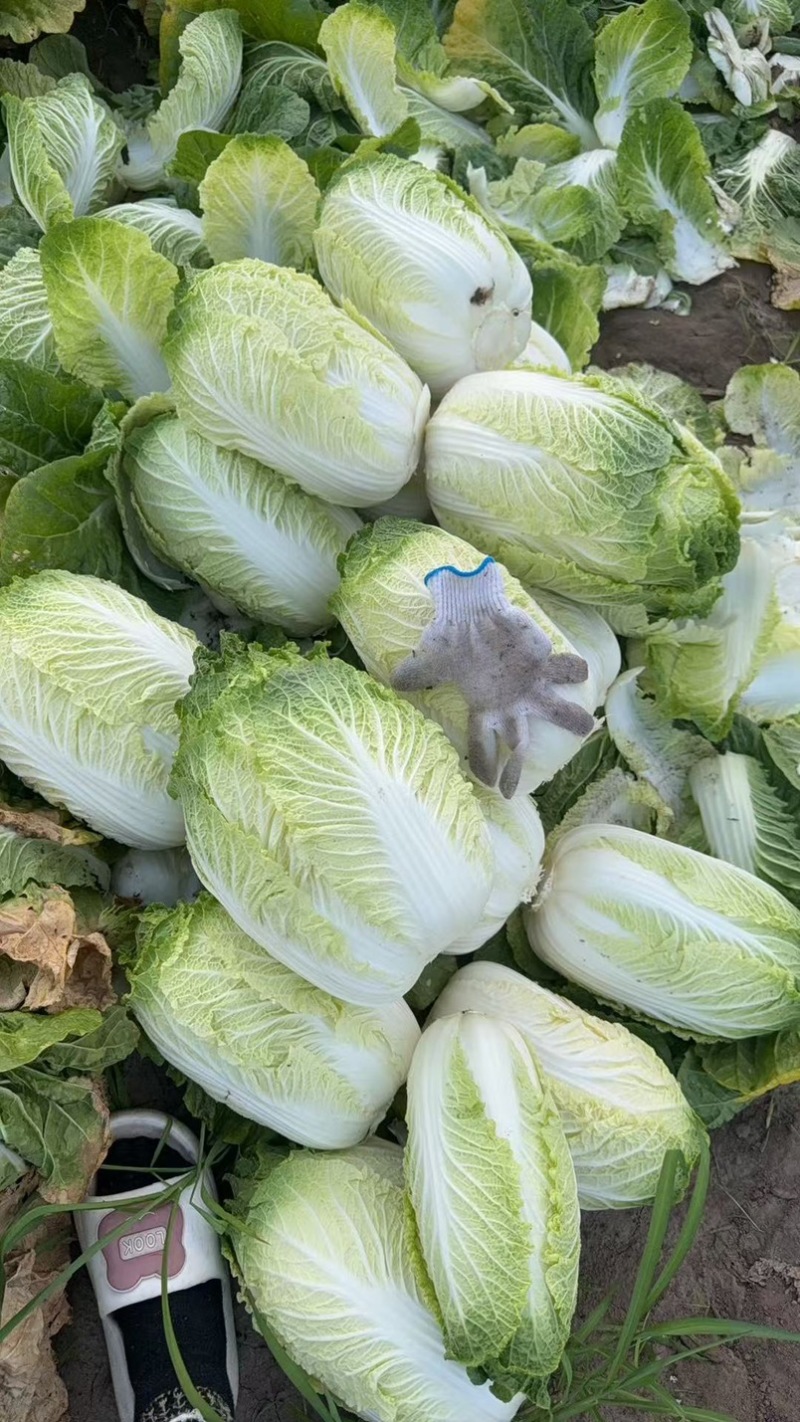 卷心大白菜