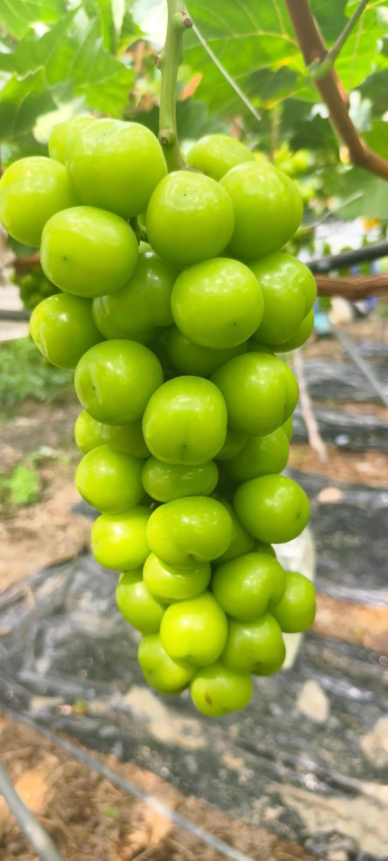 宁德：阳光玫瑰葡萄