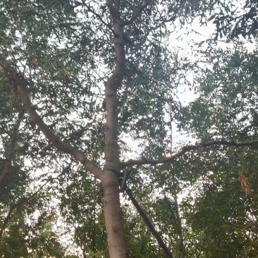 宝鸡扶风县天度镇皂角树，万亩种植基地，规格齐全对接批发