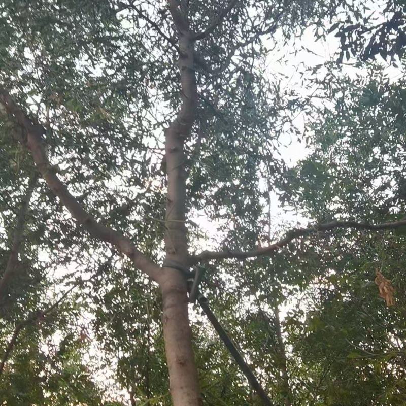 宝鸡扶风县天度镇皂角树，万亩种植基地，规格齐全对接批发