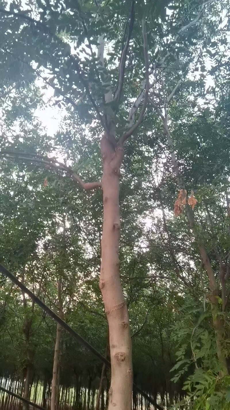 宝鸡扶风县天度镇皂角树，万亩种植基地，规格齐全对接批发