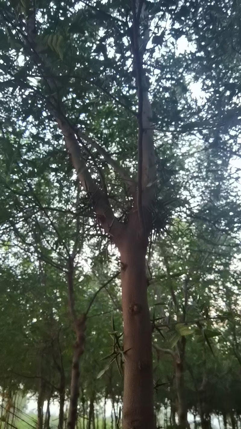 宝鸡扶风县天度镇皂角树，万亩种植基地，规格齐全对接批发