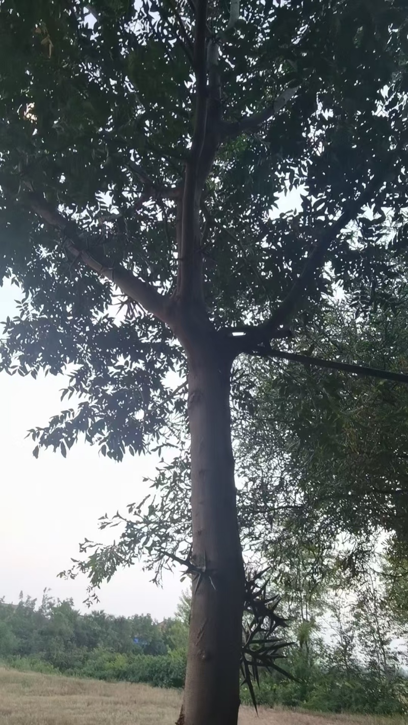 宝鸡扶风县天度镇皂角树，万亩种植基地，规格齐全对接批发