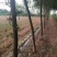宝鸡扶风县天度镇皂角树，万亩种植基地，规格齐全对接批发