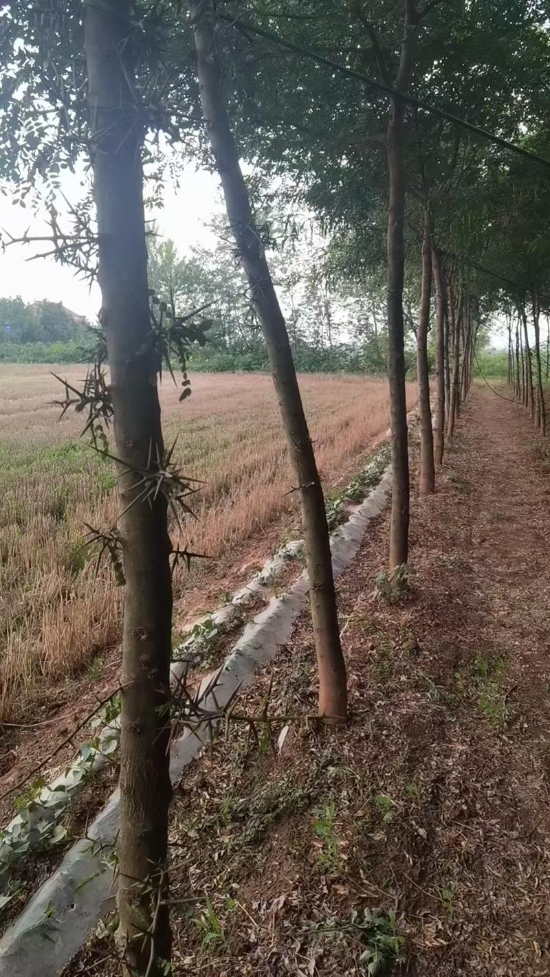 宝鸡扶风县天度镇皂角树，万亩种植基地，规格齐全对接批发