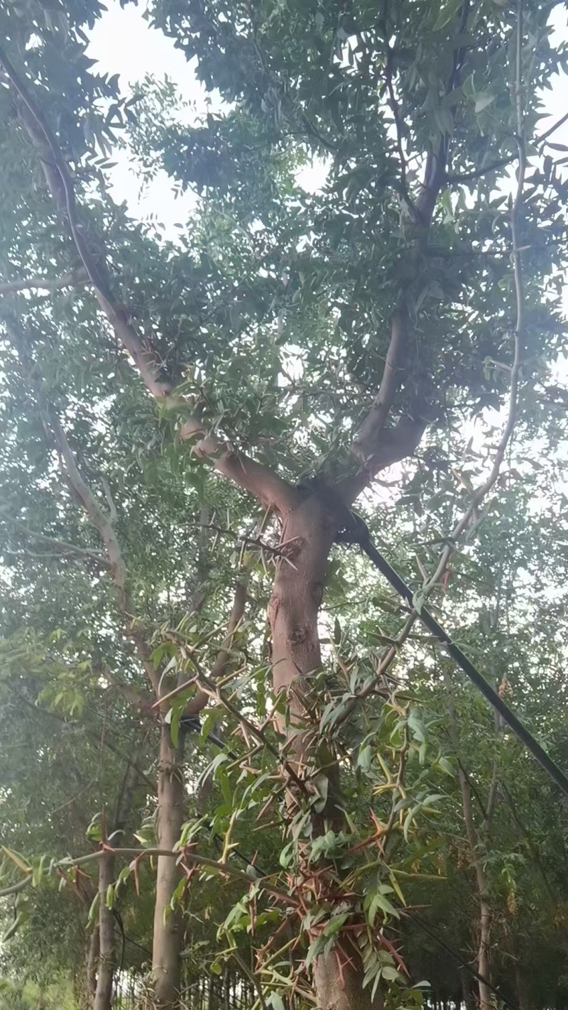 宝鸡扶风县天度镇皂角树，万亩种植基地，规格齐全对接批发