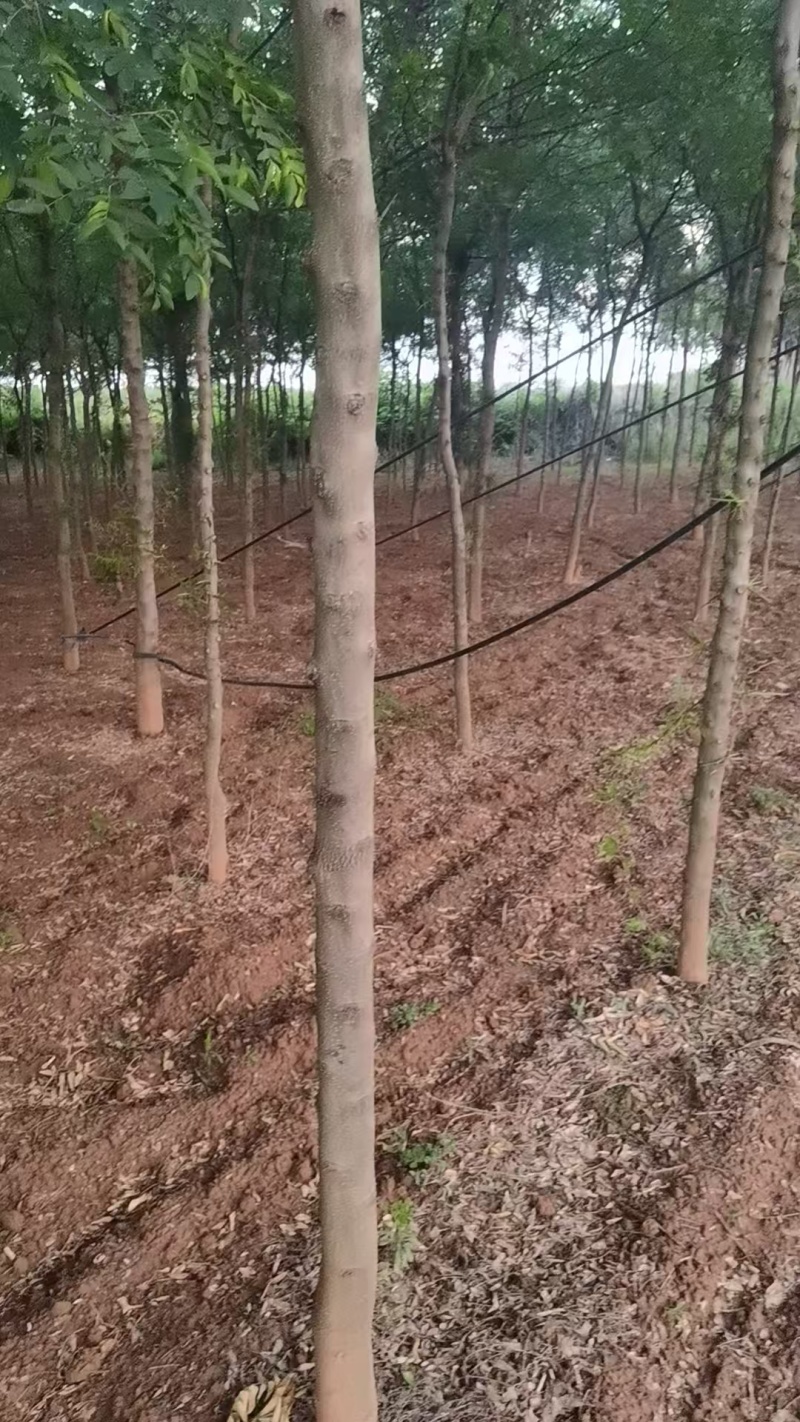 宝鸡扶风县天度镇皂角树，万亩种植基地，规格齐全对接批发