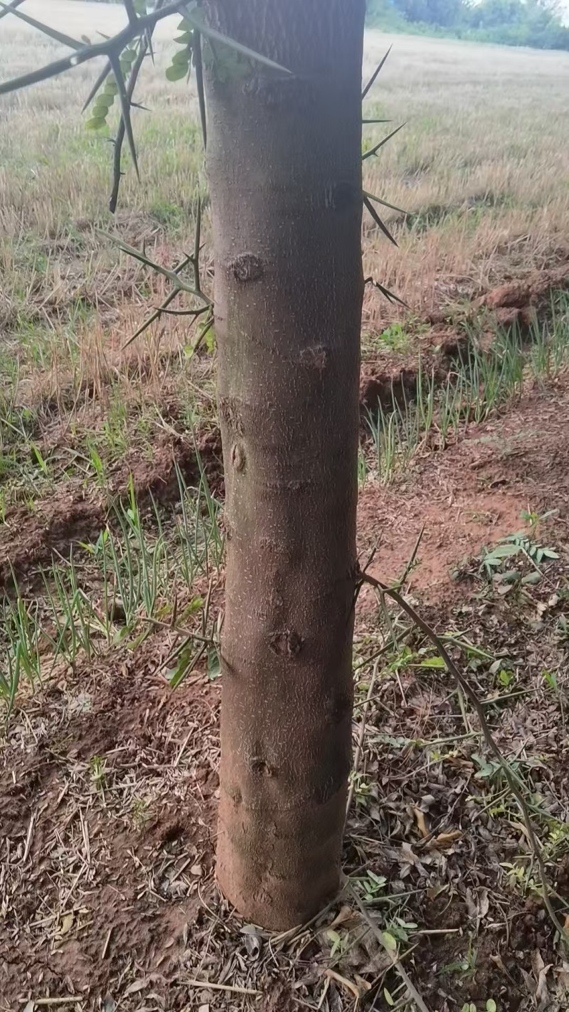 宝鸡扶风县天度镇皂角树，万亩种植基地，规格齐全对接批发