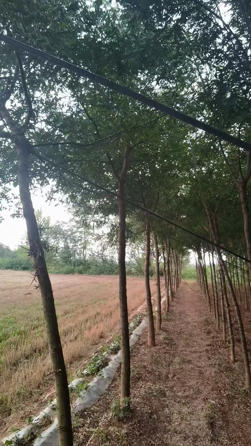 宝鸡扶风县天度镇皂角树，万亩种植基地，规格齐全对接批发
