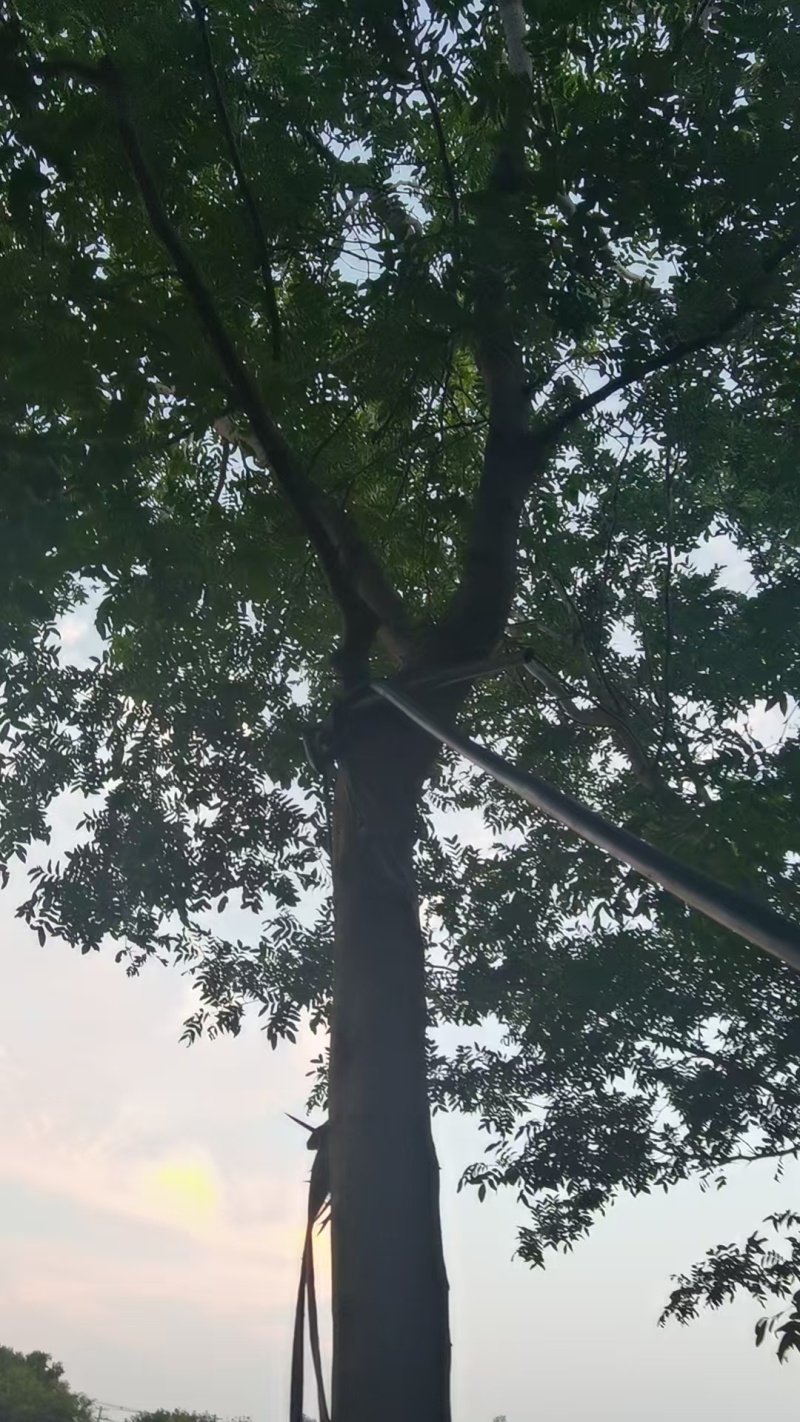 宝鸡扶风县天度镇皂角树，万亩种植基地，规格齐全对接批发