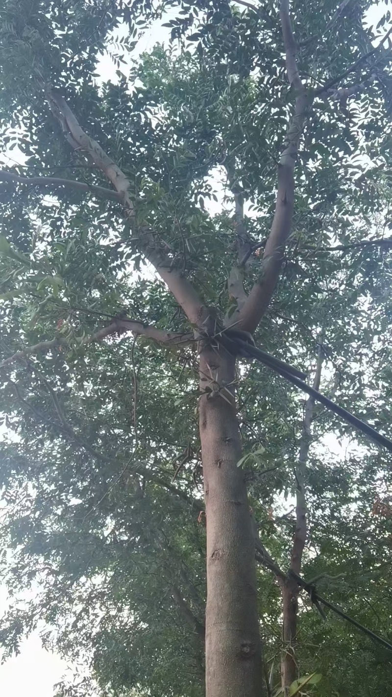 宝鸡扶风县天度镇皂角树，万亩种植基地，规格齐全对接批发