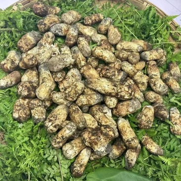 新鲜松茸，目前量少。需要的老板及时联系。