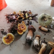 真野生赤灵芝新货金边灵芝仙草整枝去泥蔸无药薰批零一件代发