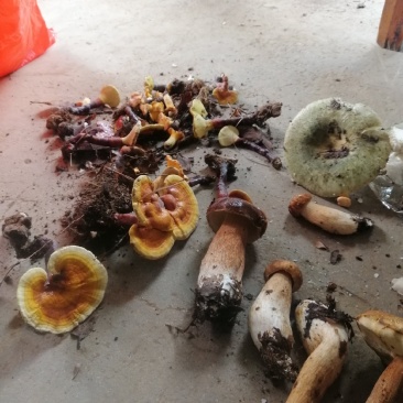 真野生赤灵芝新货金边灵芝仙草整枝去泥蔸无药薰批零一件代发