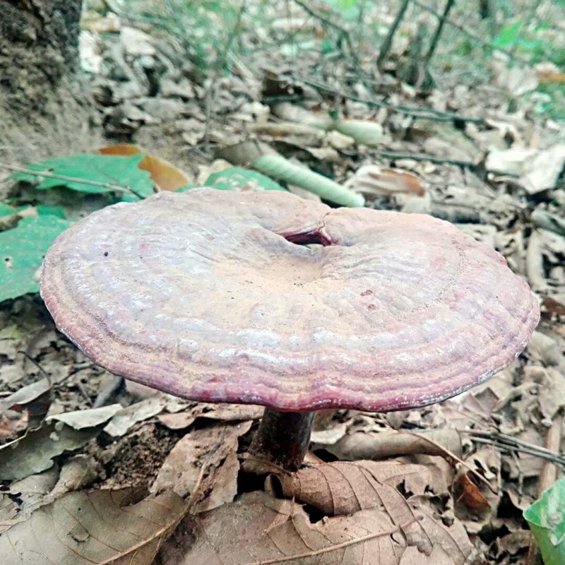 真野生赤灵芝新货金边灵芝仙草整枝去泥蔸无药薰批零一件代发