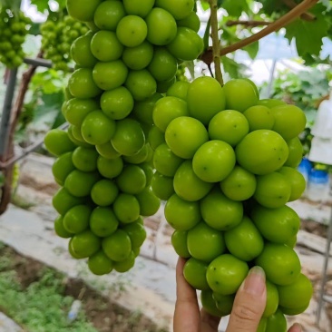 本地大棚阳光玫瑰