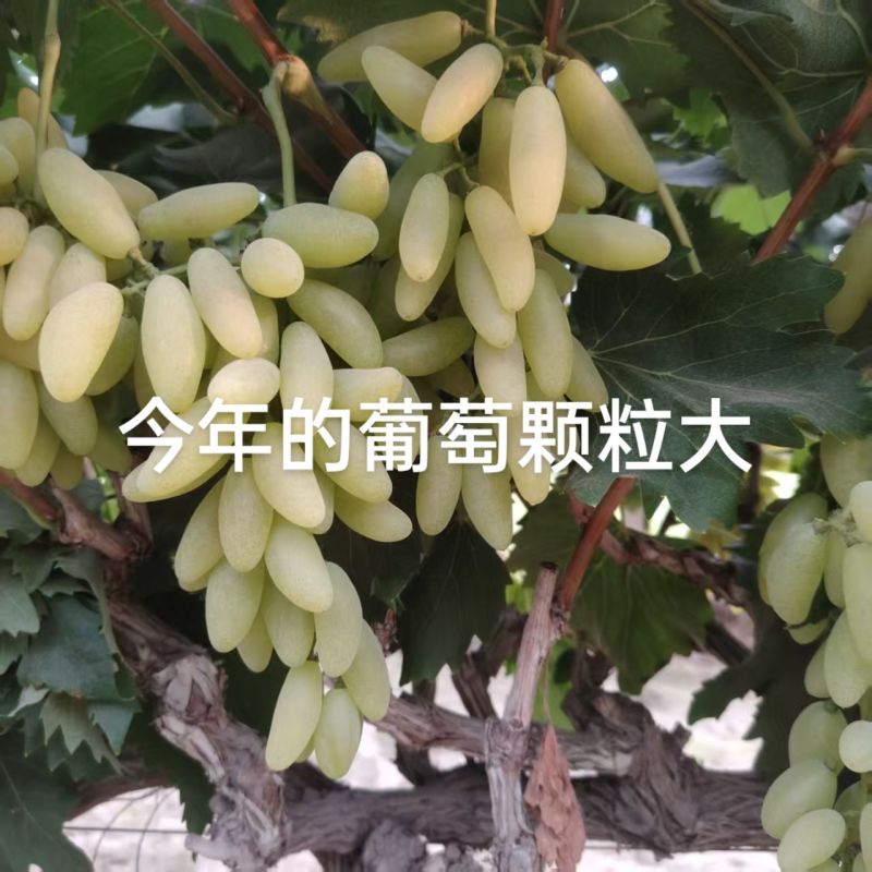 精品金手指葡萄