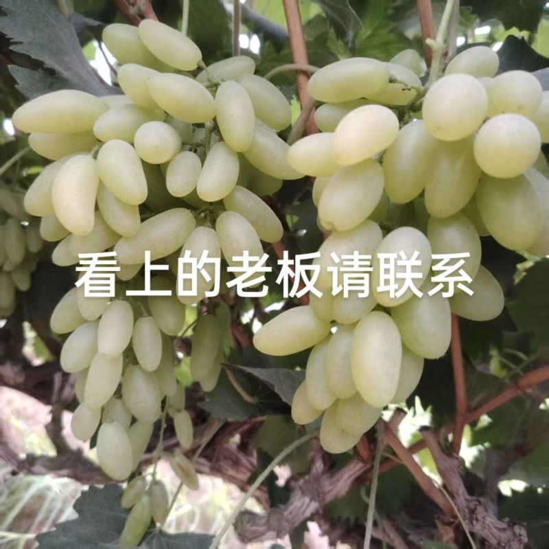 精品金手指葡萄