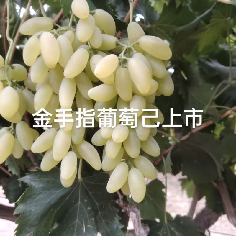 精品金手指葡萄