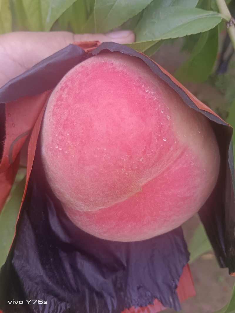 红夏纸袋桃现在大量上市（果型好看口感脆甜含糖量高）