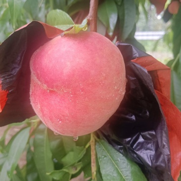 红夏纸袋桃现在大量上市（果型好看口感脆甜含糖量高）