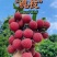 广州从化温泉荔枝