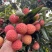 广州从化温泉荔枝