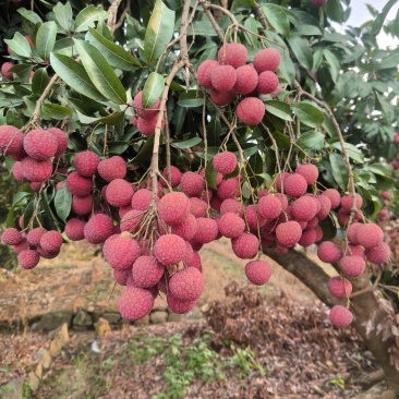 广州从化温泉荔枝