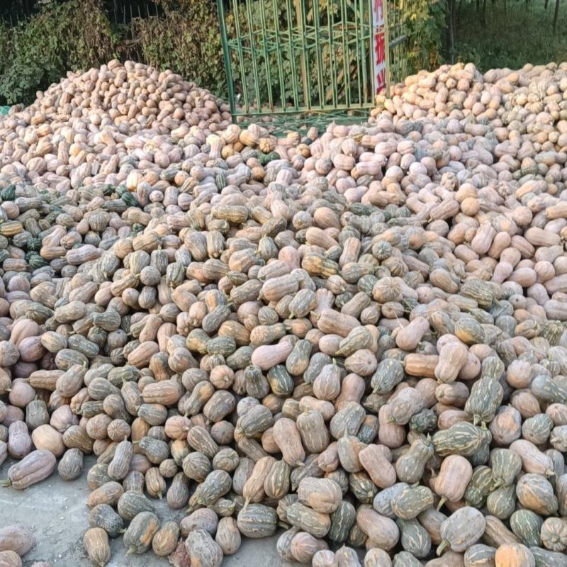 金香南瓜