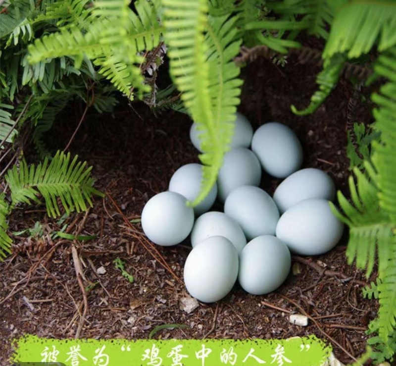 豫北大地，自家养殖乌鸡蛋，柴鸡蛋，自产自销品质保证