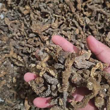大别山野生黄精干，农户山上自挖，5年以上老黄精
