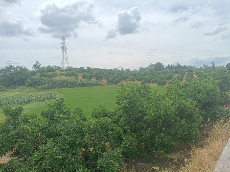 枳壳鲜果