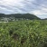 四川崭山米枣等品种齐全四川基地直发对接各大电商