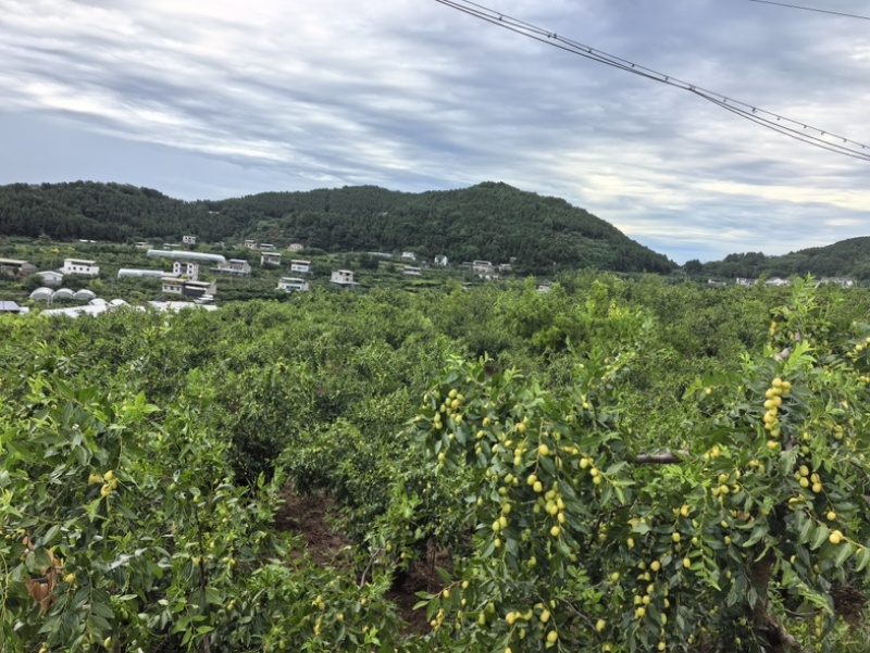 四川崭山米枣等品种齐全四川基地直发对接各大电商