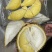 金枕榴莲，A果保五房
