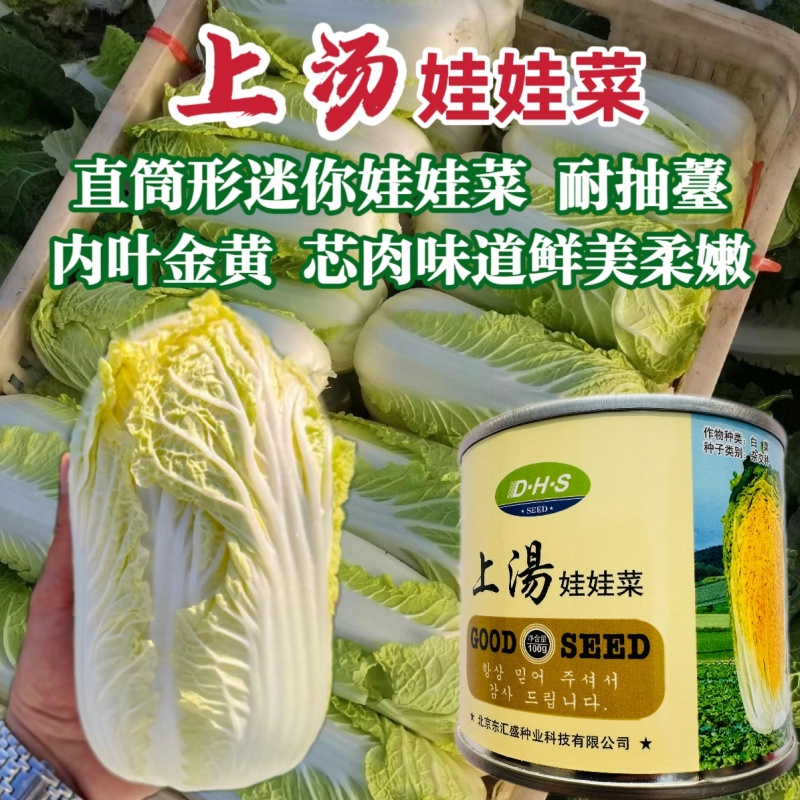 上汤娃娃菜娃娃菜种子口感好绿叶黄心早熟高产商品性佳