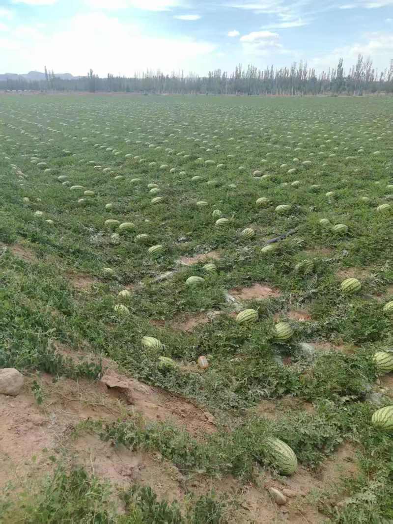 【实力商家】宁夏石头瓜硒砂瓜基地量大全国发货