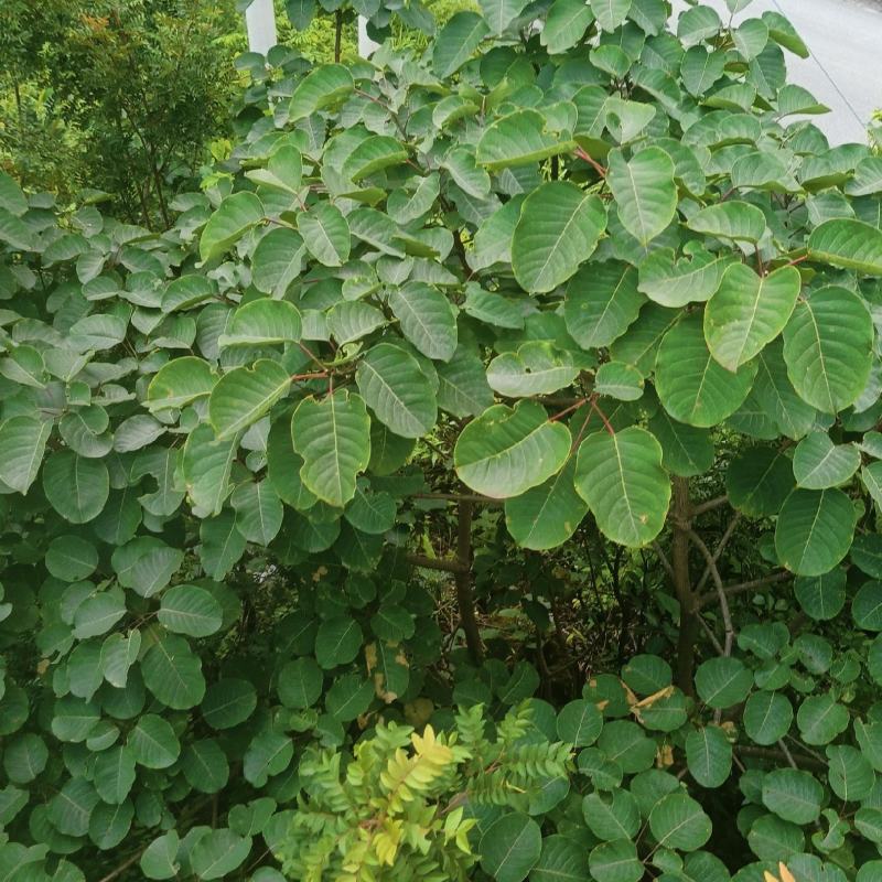 圆叶乌桕