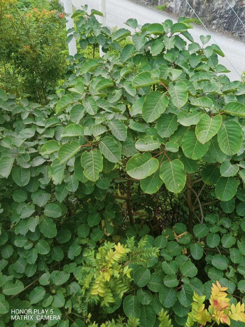 圆叶乌桕