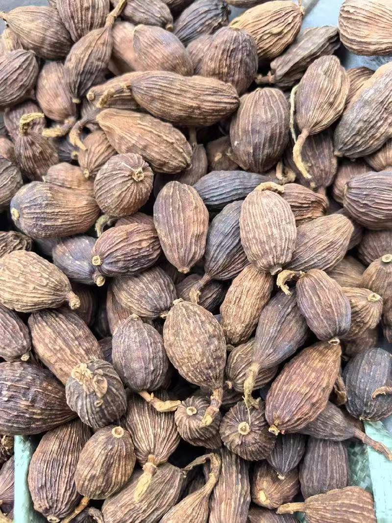 缅甸草果