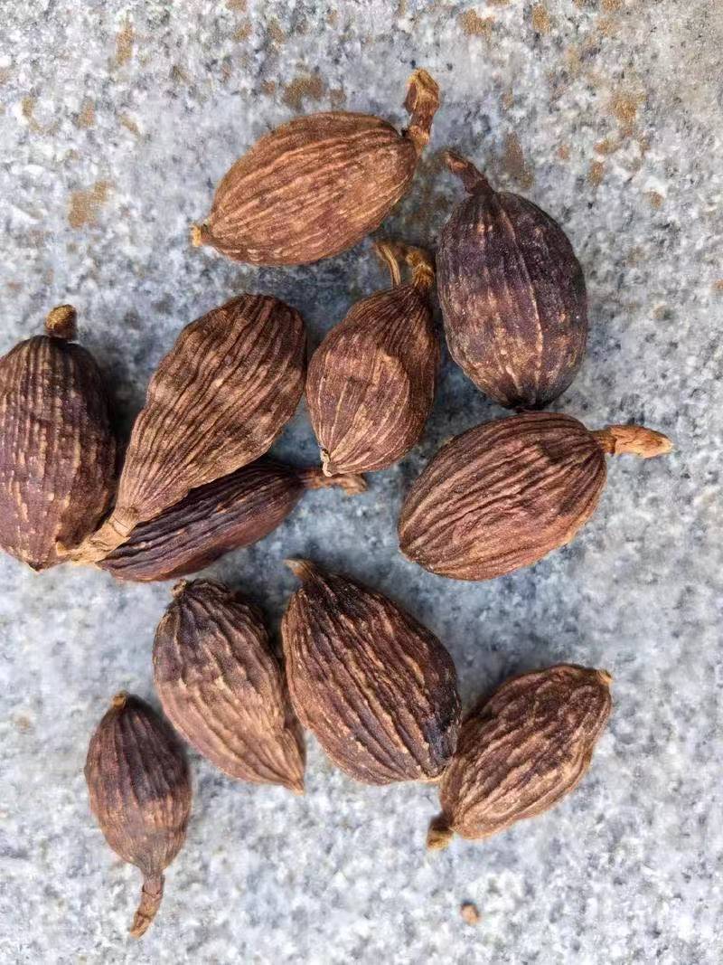 缅甸草果