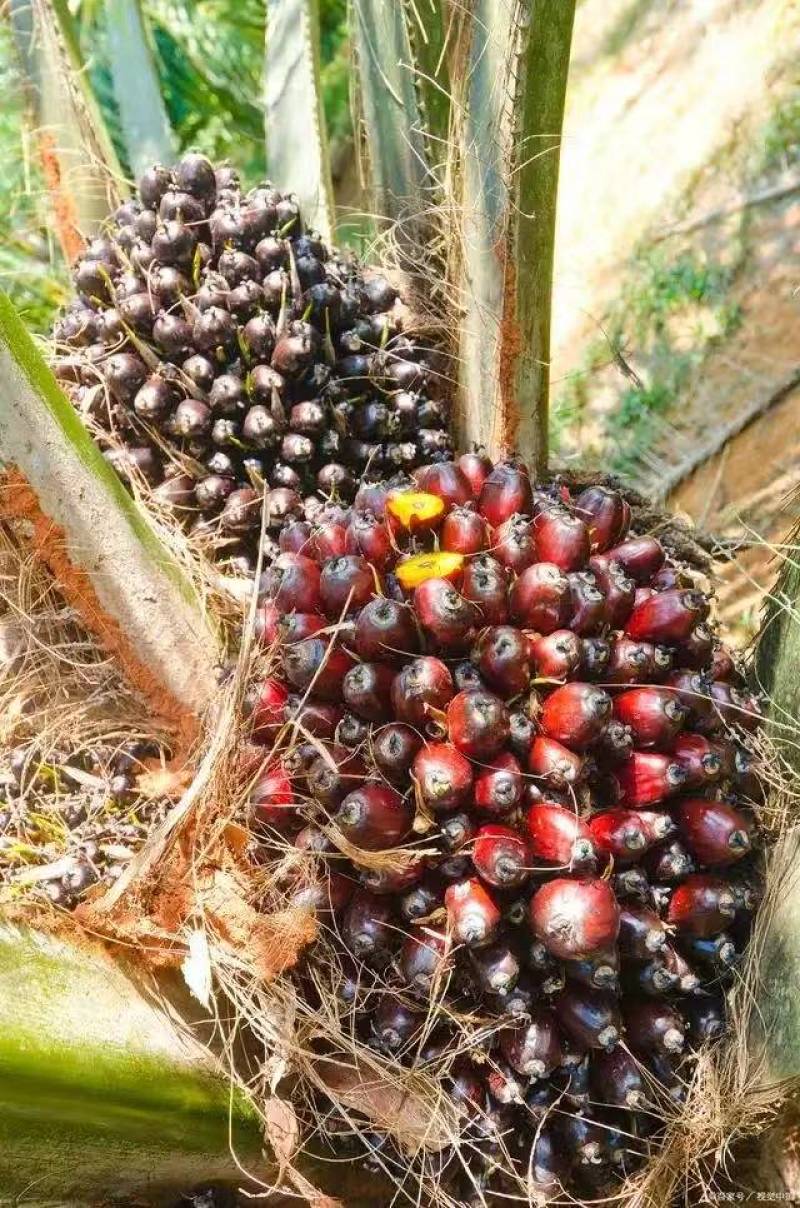 缅甸草果