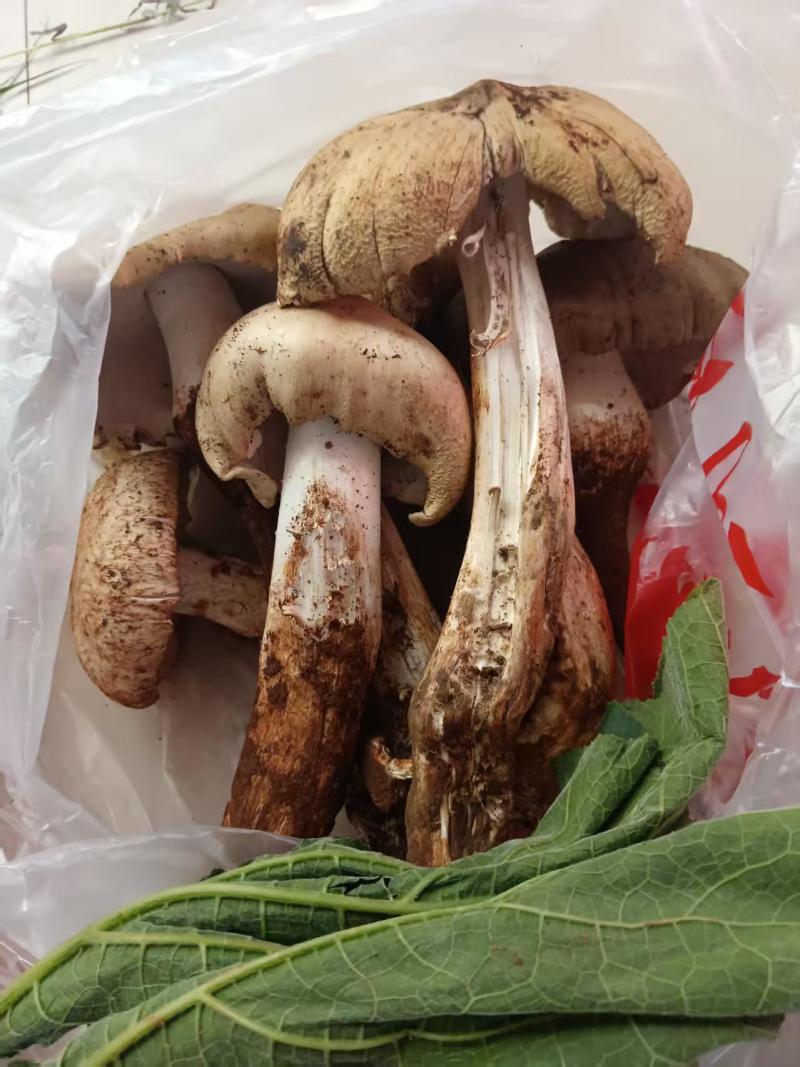 鸡枞菌