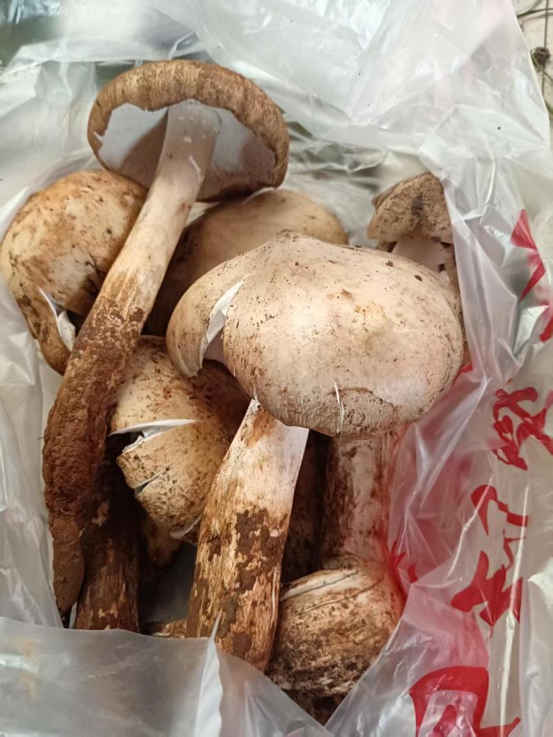 鸡枞菌