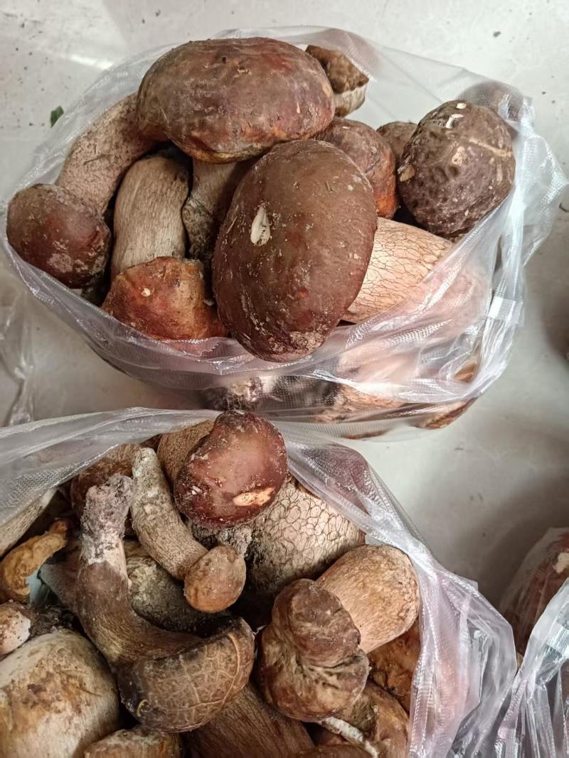 鸡枞菌