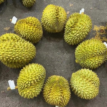 金枕榴莲一手批发市场