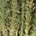 郑芝HL0409白芝麻种子高产高油高抗不倒伏芝麻种籽